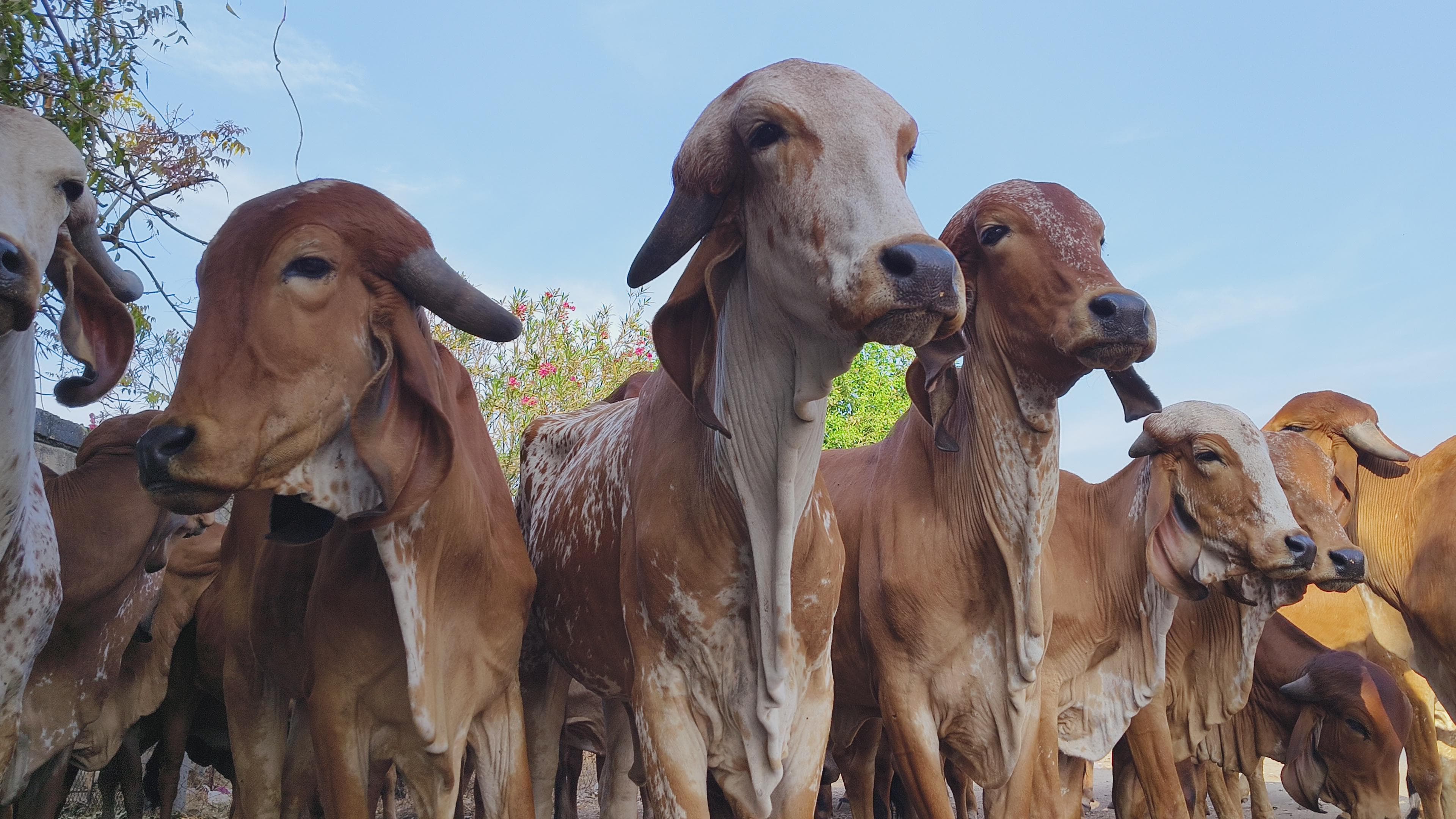 Gir cattle