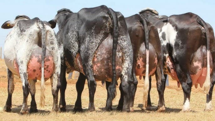 Girlando cattle