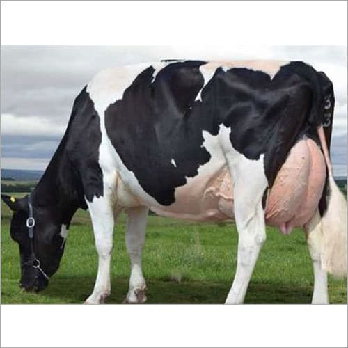 HF Cross cattle