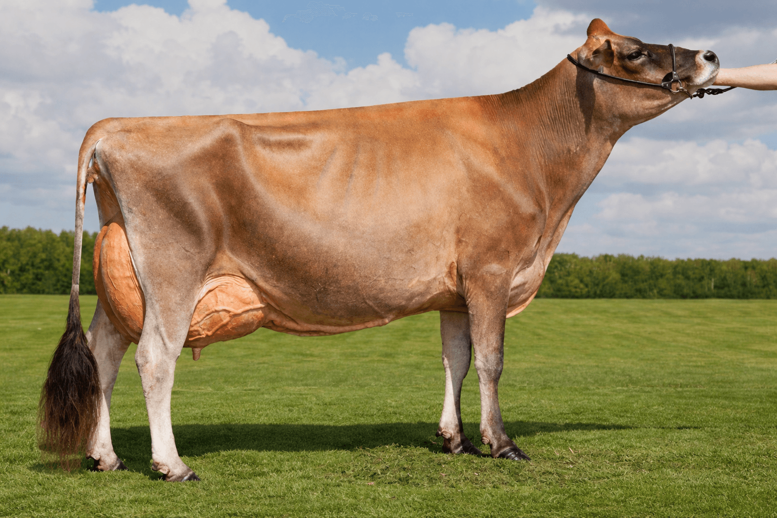 Jersey cattle