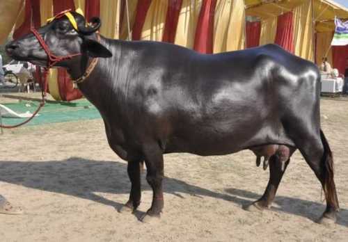 Murrah cattle