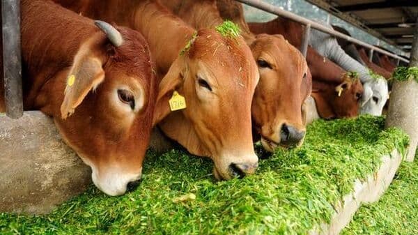 Low Appetite in Animals?