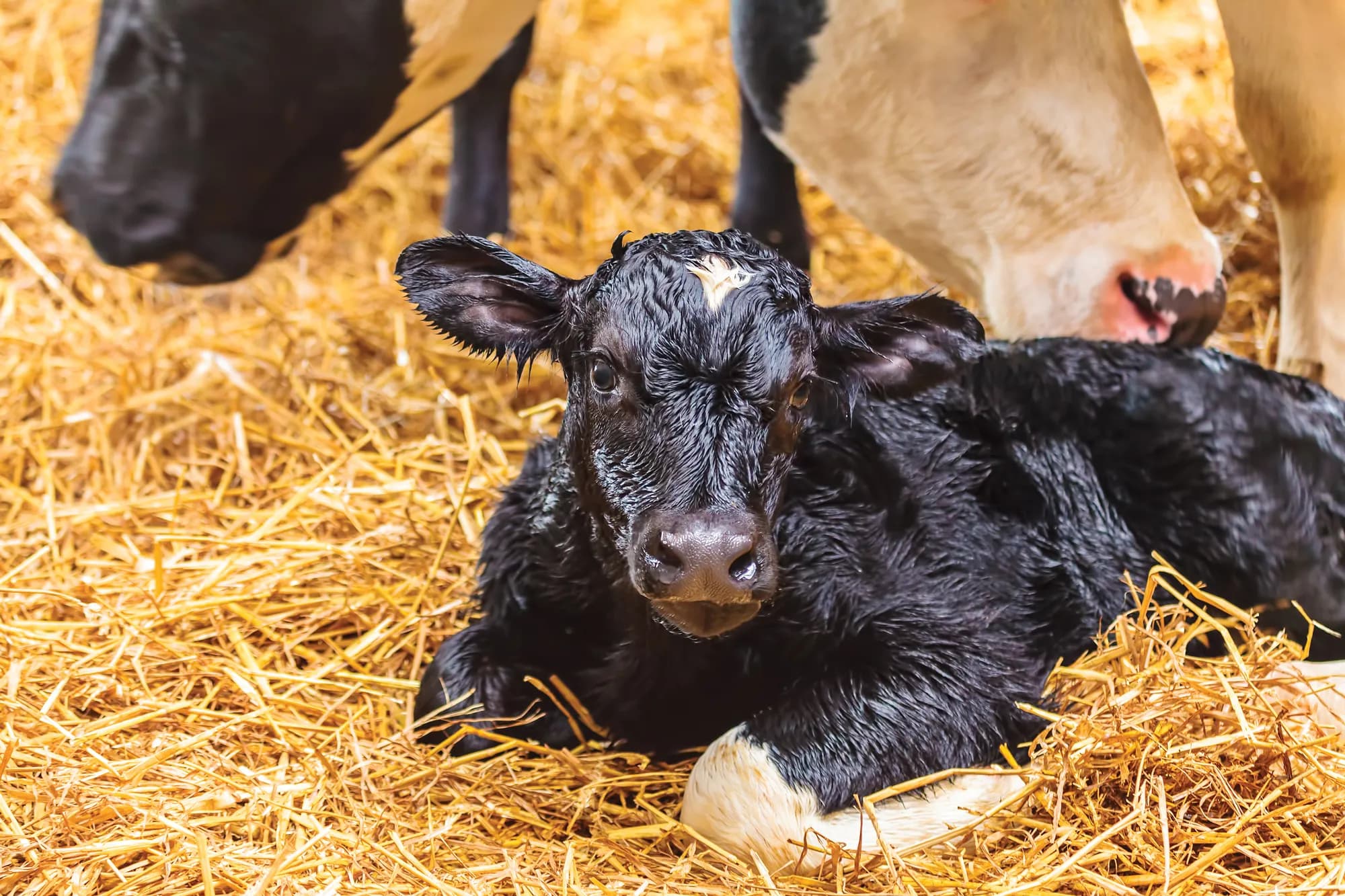 Poor Calf Growth?